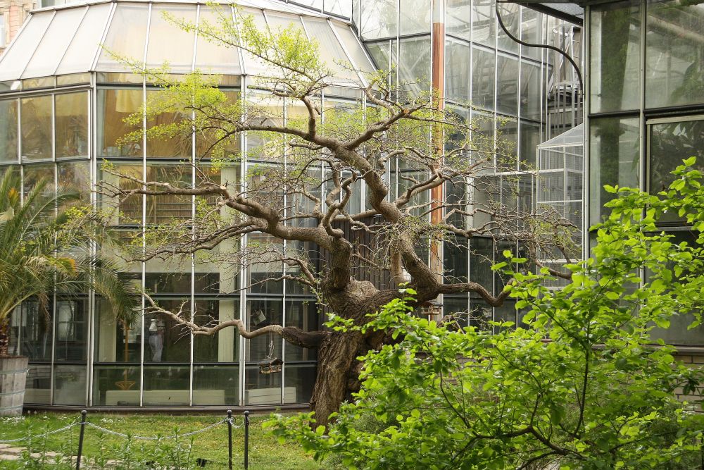 About the Garden | Botanic Garden of the Faculty of Science